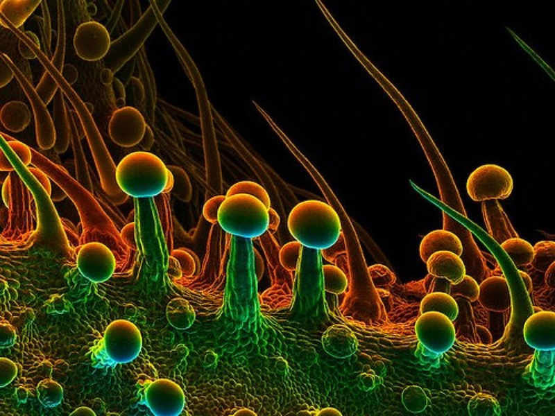 Illustration for article titled Photos of the Amazing and Gruesome World Under a Microscope